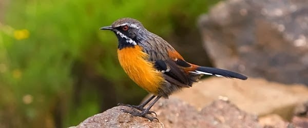 Les oiseaux endémiques d&#39;Afrique du Sud