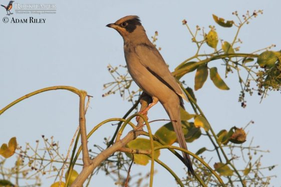 Birding Arabia: desiertos y oasis