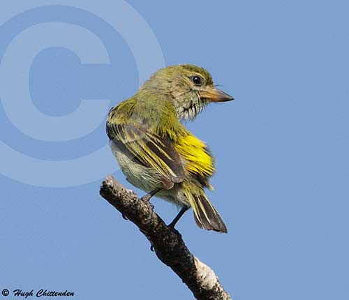 Oiseau bricoleur vert par Hugh Chittenden