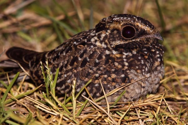 Natal Nightjar was also discovered in KwaZulu-Natal province. It has since changed its name to Swamp Nightjar. Image by Adam Riley
