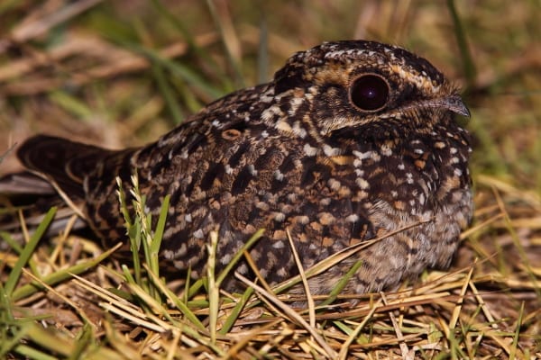 Natal Nightjar también fue descubierto en la provincia de KwaZulu-Natal. Desde entonces cambió su nombre a Swamp Nightjar. Imagen de Adam Riley 