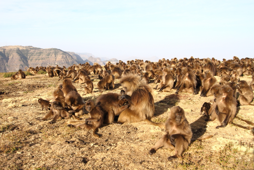 Geladas tillbringar de första timmarna av morgonen med att trimma och umgås vid kanten av sina klippor