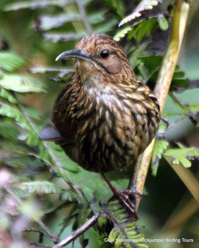 Langnæbbet Wren-Babbler - En engang mytisk art, der nu jævnligt ses i Bhutan