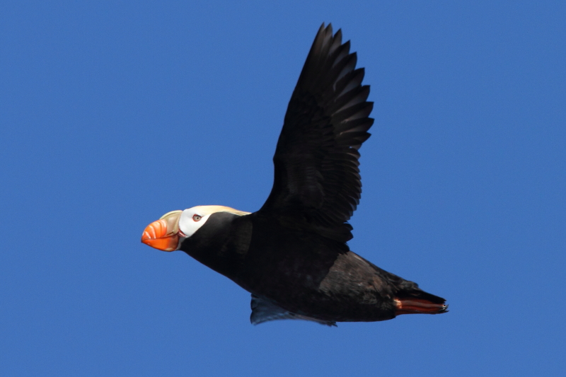 Frailecillo copetudo en vuelo. Imagen de Adam Riley 