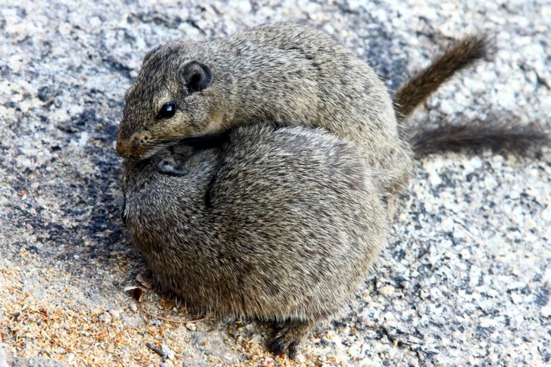 Un par de Ratas Dassie durante el cortejo