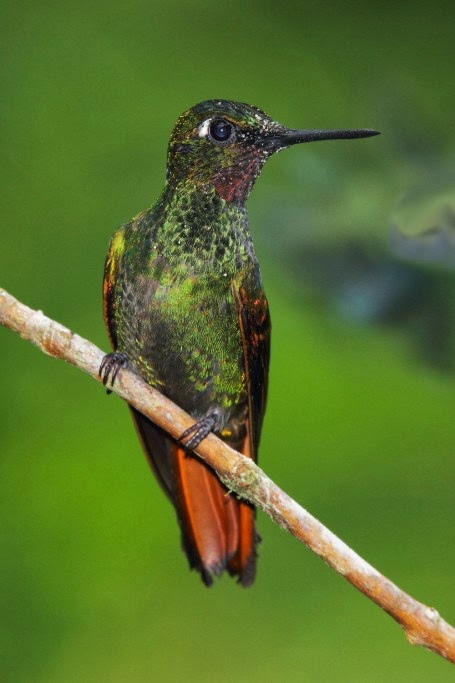 Los colibríes de Folha Seca