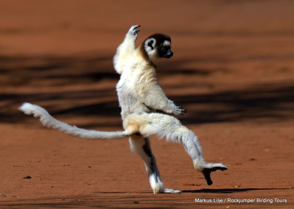 Sifaka, Berenty de Verreaux de Markus Lilje