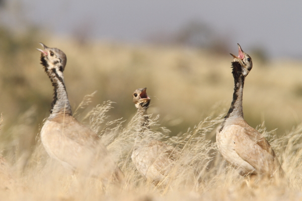 En familiegruppe af Rüppell&#39;s Bustards udtaler deres kvækkende territoriale kald