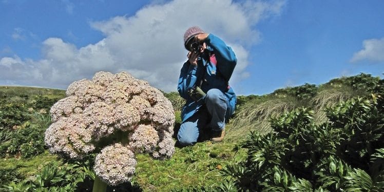 5 redenen om de vergeten eilanden te bezoeken [#3: Megaherbs]