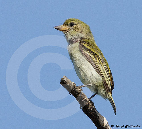 Green Tinkerbird by Hugh Chittenden