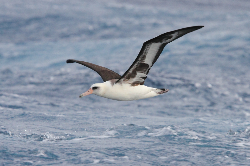 De knappe Laysan Albatros. Afbeelding door Adam Riley 