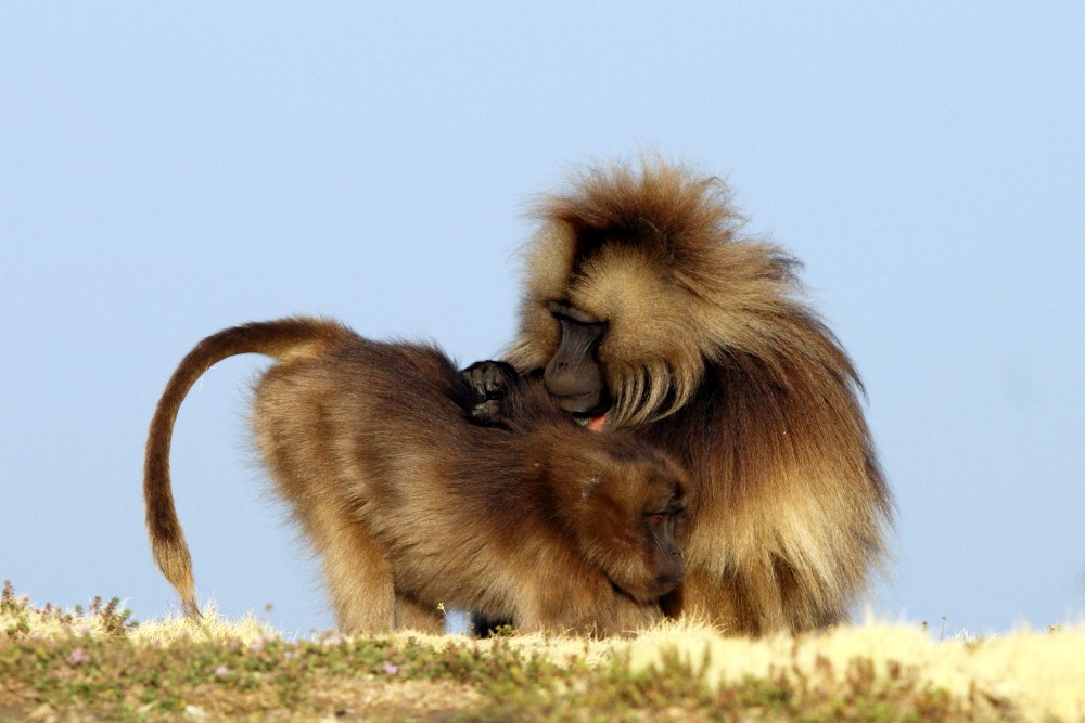 A harem male grooms one of his females