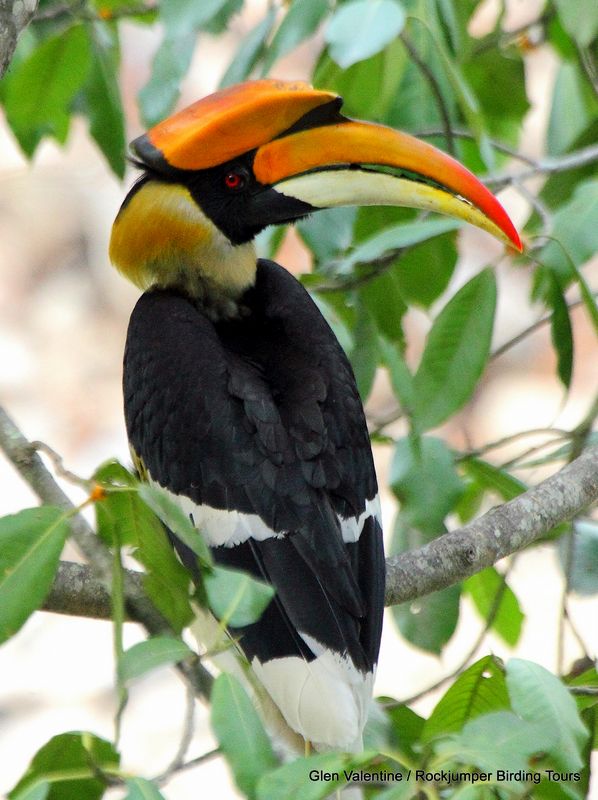 Grote neushoornvogel - deze vorstelijke vogel is meer dan een meter lang en werd verschillende keren gezien in Assam en Bhutan