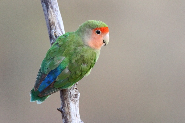 Een mannelijke dwergpapegaai met roze gezicht poseert op een tak in het Erongo-gebergte