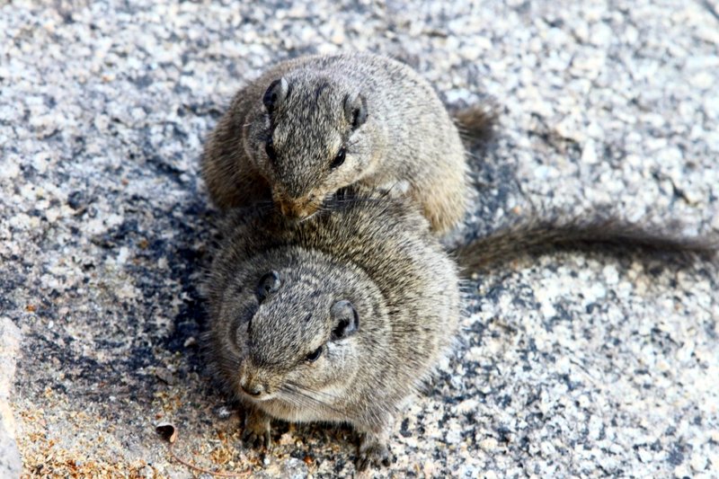 Dassie Rats kopulerer