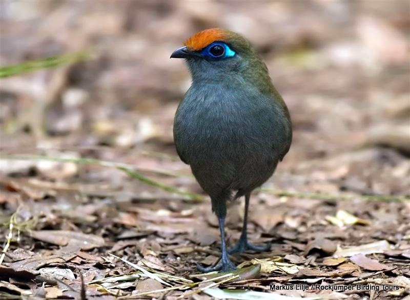 Coua à front rouge par Markus Lilje