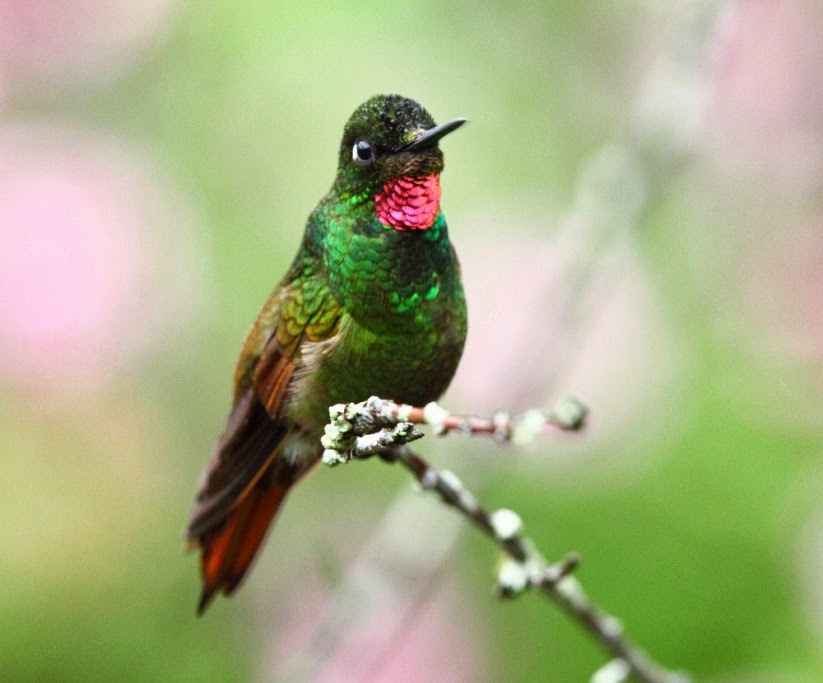 Los colibríes de Folha Seca