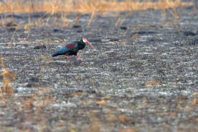 Ibis calvo del sur en una pradera recientemente quemada, Karkloof, Sudáfrica, por Adam Riley