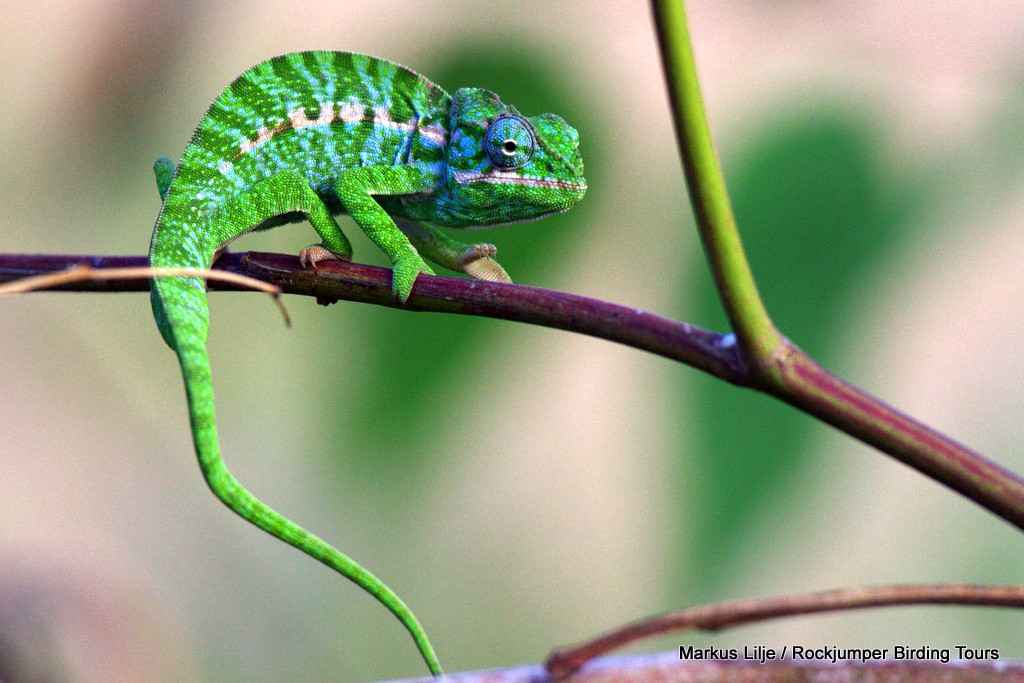 Camaleón (Furcifer lateralis) de Markus Lilje