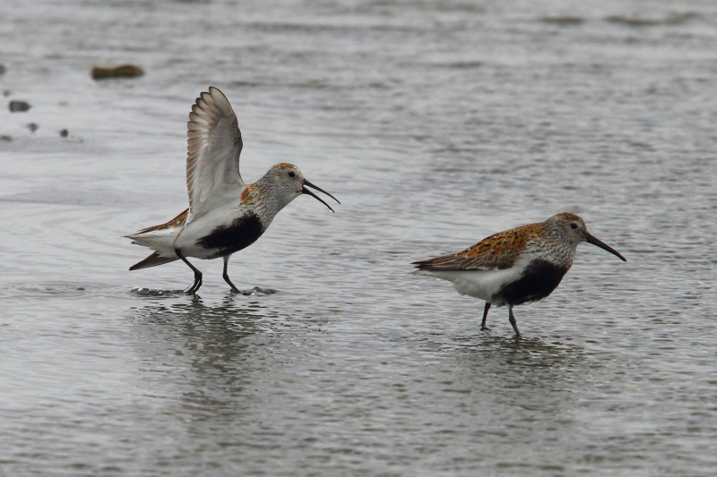 Présentation du bécasseau variable à Nikol&#39;skoye sur l&#39;île de Béring. Image d&#39;Adam Riley 