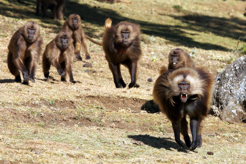 Les Geladas, célibataires, poursuivent un mâle du harem