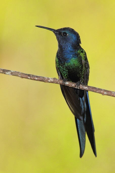 Los colibríes de Folha Seca