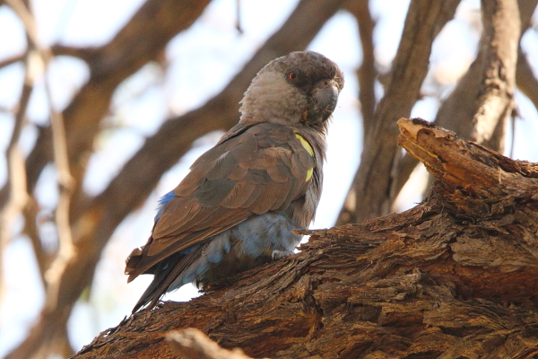 A Rüppell’s Parrot perched in an Acacia tree near a dry riverbed in Omaruru, central Namibia