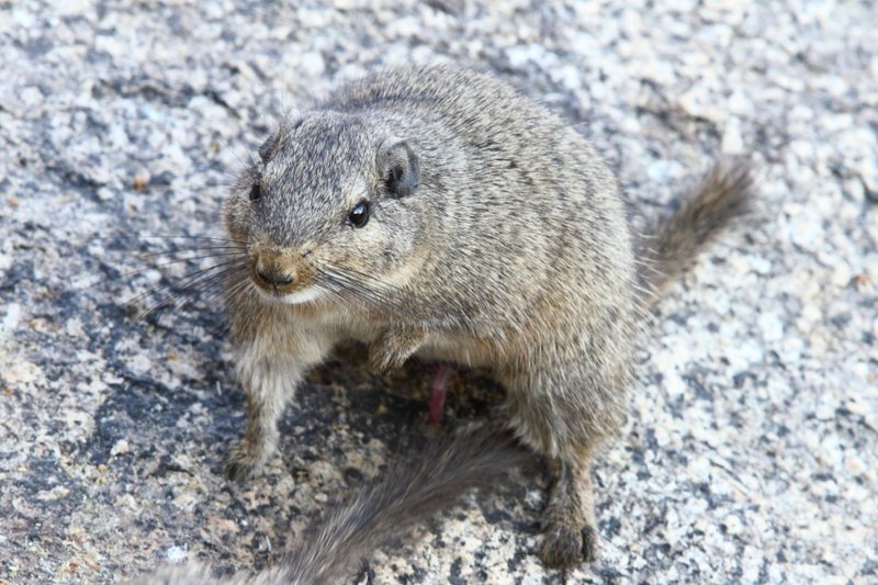 A male Dassie Rat is left exposed after copulation