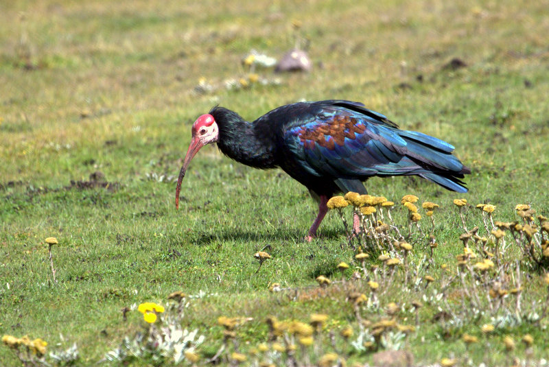 Southern Bald Ibis in typical habitat, Sani Pass, Lesotho, by Adam Riley