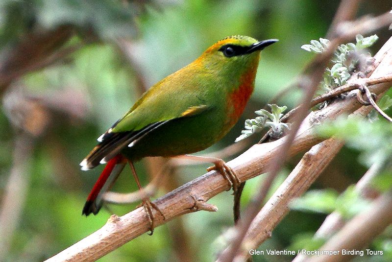 Den blændende Fire-tailed Myzornis er en anden af ​​Bhutans højlandsspecialister, der foretrækker omfattende Rhododendron og nåleskov