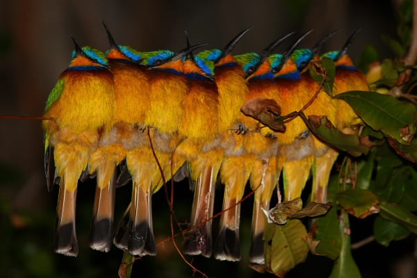 The Bee-eaters of Africa
