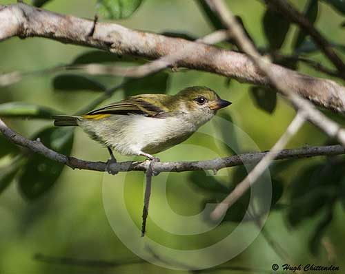 Green Tinkerbird by Hugh Chittenden