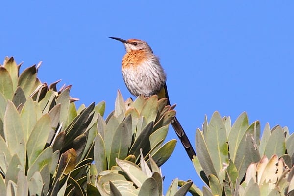 El Sugarbird de Gurney fue descubierto por la familia Verreaux y lleva el nombre del rico banquero inglés y naturalista aficionado John Gurney de Norwich. Imagen de Adam Riley 