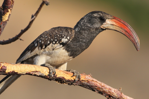 De aantrekkelijke Monteiro&#39;s neushoornvogel voedt zich meestal op de grond en valt tijdens de vlucht goed op door zijn opvallende witte vleugels