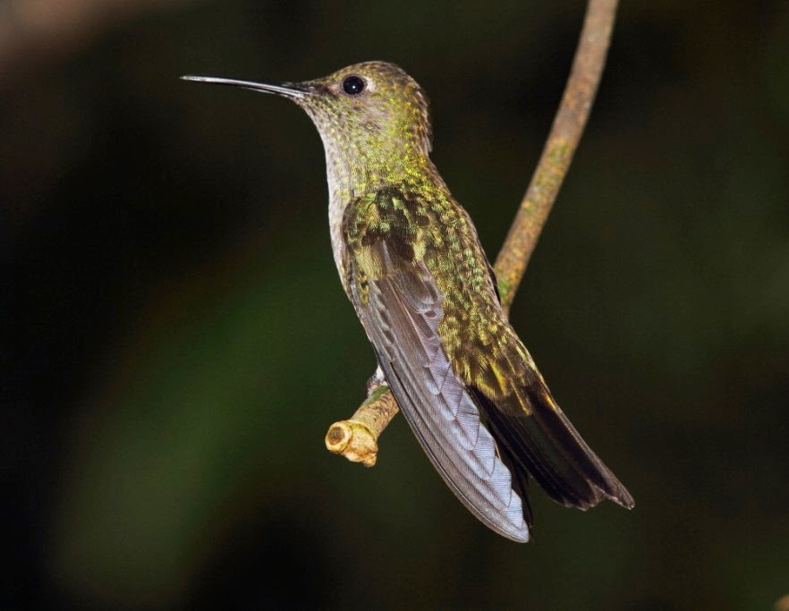 Los colibríes de Folha Seca