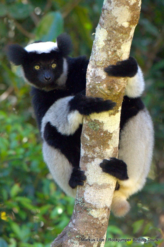 Indri ved Markus Lilje