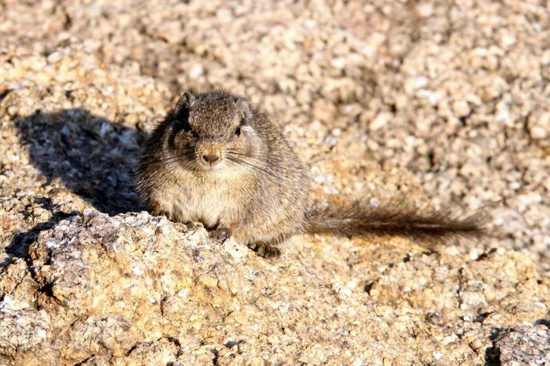 Frontal view of a Dassie Rat enjoying early morning sunlight