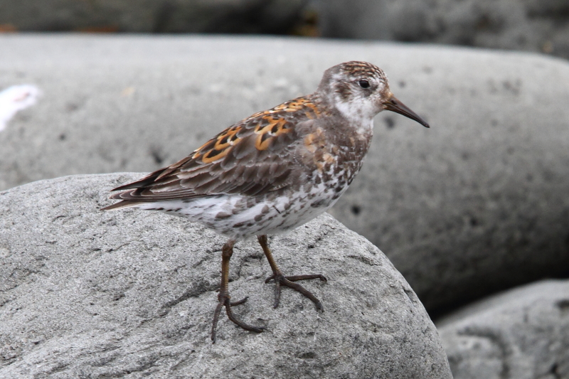 Le Bécasseau rocheux au plumage inhabituel. Image d&#39;Adam Riley 