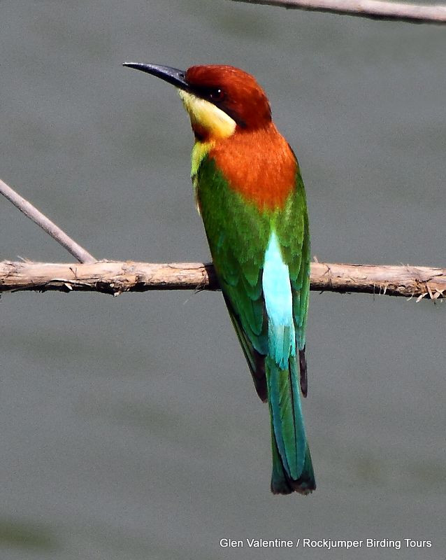 The gorgeous Chestnut-headed Bee-eater was seen rather commonly on the Assam Extension