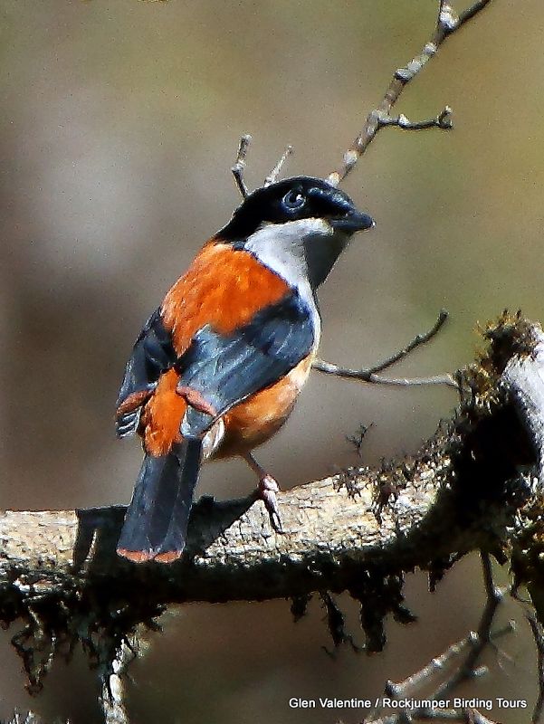 Den sjældent sete og ekstremt uhåndgribelige sorthovedet Shrike-Babbler er en anden bhutanesisk specialitet