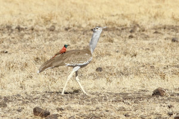 アフリカのハチクイたち