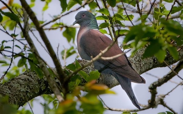 Delegorgue&#39;s Pigeon blev opdaget i Berea-området i Durban af den franske eventyrer Adulphe Delegorgue. Den er også kendt som den østlige bronzenakkede due. Billede af Hugh Chittenden 