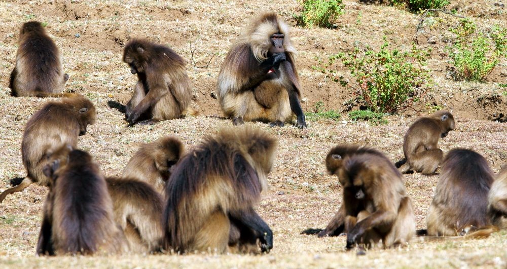 Les Geladas en quête de nourriture dans leur position d&#39;alimentation accroupie typique