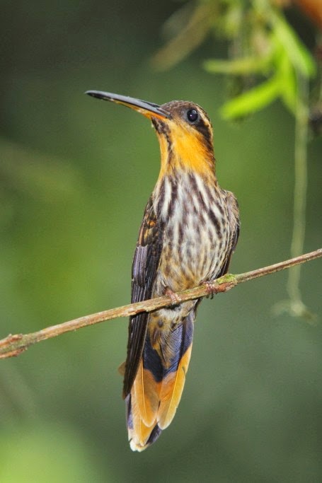 Los colibríes de Folha Seca