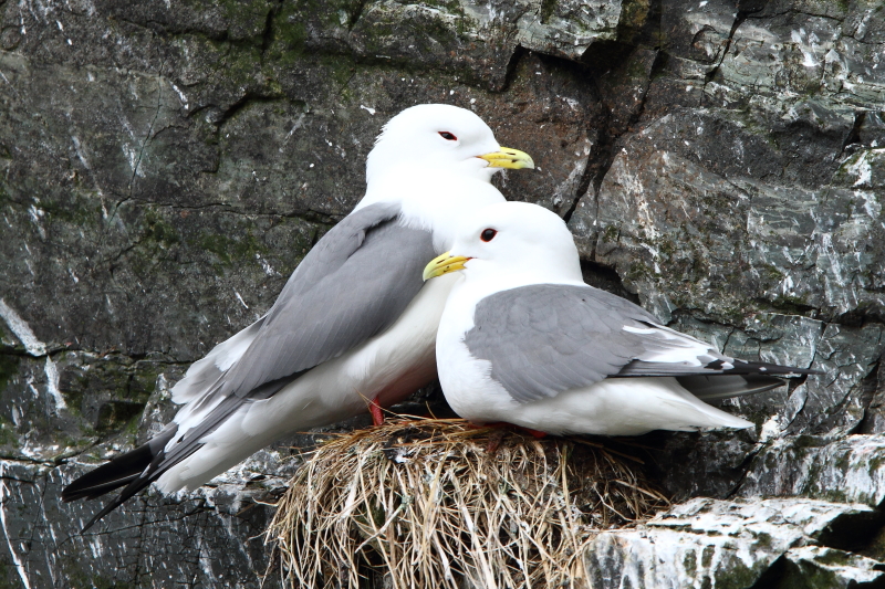 Un couple nicheur de mouettes tridactyles – une autre espèce restreinte aux zones reculées de l’Atlantique Nord