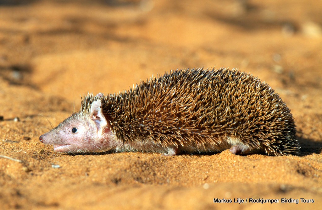 Lesser Hedgehog Tenrec by Markus Lilje