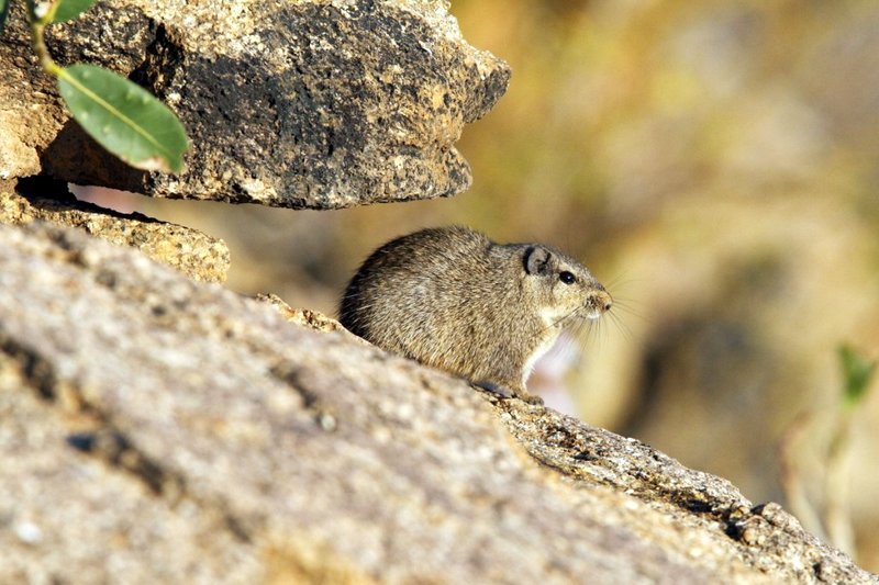 Dassie Rat i typisk stenig livsmiljö i Namibias Erongoberg