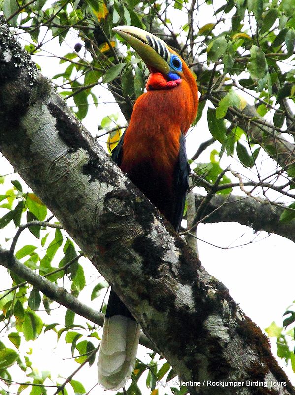 The impressive Rufous-necked Hornbill is undoubtedly one of Bhutan's top birds!