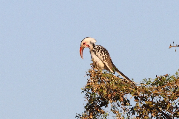 Een roepende Damara-neushoornvogel uit het Erongo-gebergte in centraal Namibië