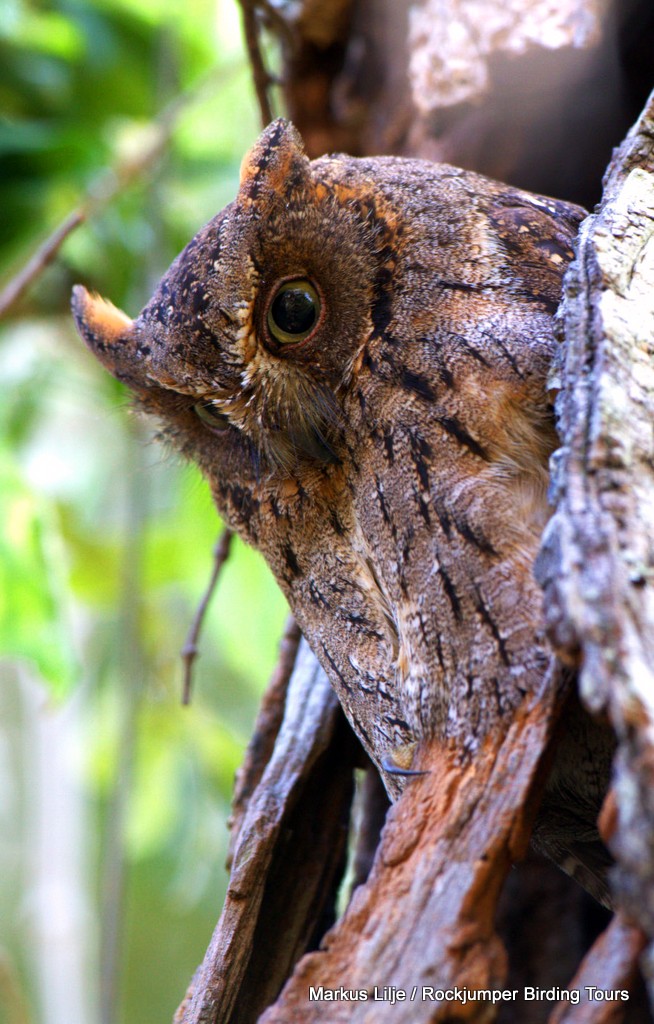 Torotoroka Scops Owl by Markus Lilje